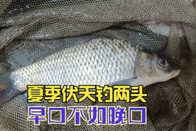 夏季三伏天,抓早口不如抓晚口,出鱼快的黄金时段就是三个小时