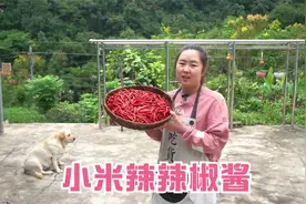 乐乐一次买50斤小米辣，自制一大盆辣椒酱，炒菜炖火锅必不可少！