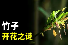 竹子开花是不祥的征兆？竹子开花之谜了解一下视频封面