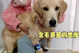 金毛多多悲惨的狗狗生活，看着真让人心疼，养狗狗的一定要注意！视频封面