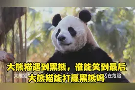 大熊猫遇到黑熊，谁能笑到最后。大熊猫能打赢黑熊吗视频封面