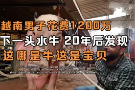 越南男子花费1200万，买下一头水牛，20年后发现这哪是牛这是宝贝视频封面