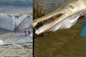 河南耗时1个月抽干20万方湖水，抓捕怪鱼鳄雀鳝，村民：它会咬人视频封面