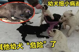 诺基儿子得细小病毒死后，同窝小狗被传染了吗？听三马说实情视频封面