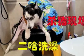 二哈洗澡太戏精，鬼哭狼嚎惨叫连连，邻居都以为我家杀猪呢视频封面