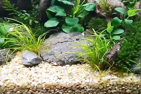 草缸造景不用水草泥，鱼缸铺了一层石子，水草就能长好？视频封面