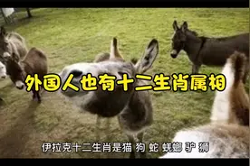 外国人也有十二生肖属相.视频封面