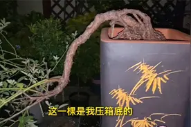 培育三年的蔷薇盆景，天然的悬崖造型，可遇而不可求视频封面