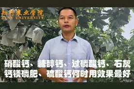 硝酸钙、糖醇钙、过磷酸钙、钙镁磷肥葡萄补钙用哪种效果最好？