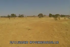 疯狂的狮子袭击人类，女人被冲出来的雄狮扑倒咬走，看着令人揪心视频封面