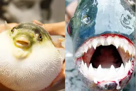 将食人鱼跟河豚放同一个鱼缸，看看谁更厉害，镜头拍下全过程视频封面