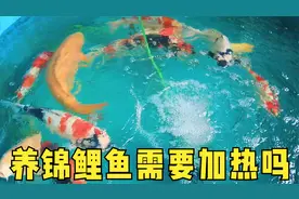 天气转凉养锦鲤鱼需要加热吗？鱼友可根据养鱼追求选择视频封面