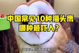国内10种猫头鹰叫声，有的像小孩哭声，有的像人笑声，哪种最吓人视频封面