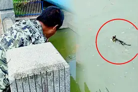 流浪猫穿梭马路遭男子抱走，本以为好心救助，下一秒竟扔进河里！