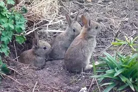 郊外发现野兔巢！太可爱啦
