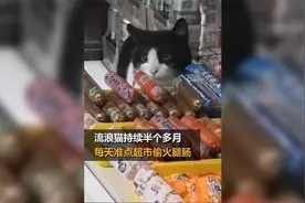 猫猫连续15天准点作案偷火腿肠：每次都是偷三块钱的视频封面