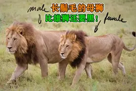 母狮长鬃毛！而且比雄狮还要黑！这到底怎么回事？视频封面