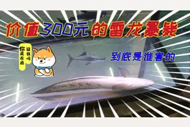 三百元的雷龙鱼离奇归西，到底是谁动的手，大坤最后这操作很暖
