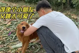 被主人卖掉还账的狗狗，如今彻底忘掉过去，带到野外高兴得到处跑视频封面