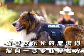 即将安乐死的流浪狗，摇身一变成为专业搜救犬！缘分真的很奇妙！视频封面