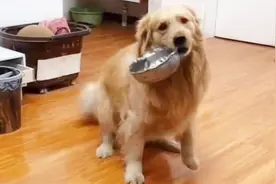 金毛听到吃饭立马拿碗，可听到吃狗肉汤，吓得碗都丢了！视频封面