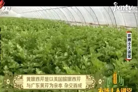 黄嫩西芹叶柄翠绿，粗纤维极少品质脆嫩，常被人们作为凉拌菜食用视频封面