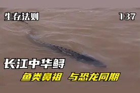 世界最大淡水鱼：长江中华鲟，鱼类共同的祖先，已活一亿五千万年视频封面