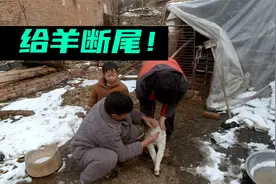 农村大叔给小羊断尾，方法特别，几分钟完工，一周左右尾巴自动掉视频封面