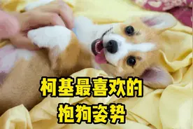 这3种“抱狗姿势”，会让柯基更爱你！视频封面