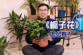 栀子花怎么养？园艺师教你，栀子花的详细视频封面