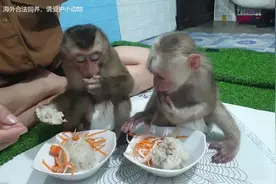 养俩只猴子啥体验，女孩说当家人对待就好，猴子成了萌宠猴乖巧视频封面