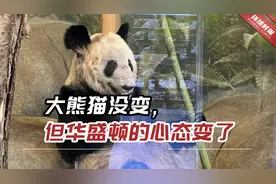几十年来中国人初心未变！大熊猫没变，但华盛顿的心态变了视频封面