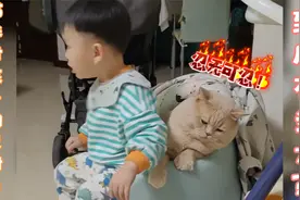 熊孩子作死挑衅猫咪的忍耐极限，结果被狠揍一顿，太搞笑了！视频封面