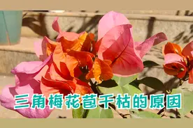 三角梅花苞干枯打不开？重点考虑这个原因视频封面