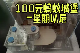 100元的蚂蚁城堡养了1星期后变什么样了呢？