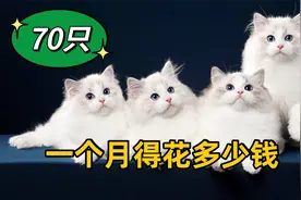 养70只布偶猫，一个月得花多少钱？视频封面