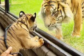 老虎初次见笼子里的妈妈，老虎一下就认出孩子，画面令人感动视频封面