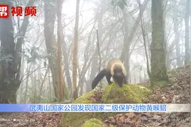 罕见！武夷山发现国家二级保护动物黄喉貂，红外相机拍下捕食视频