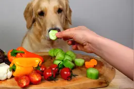 我家狗居然喜欢吃素？宠物吃蔬菜大杂烩！好脆好鲜！视频封面