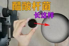 某知名品牌老陈醋，放大1000倍后，醋杆菌随处可见视频封面