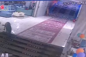 慌不择路！野猪大闹家具城，二楼坠下丢性命视频封面