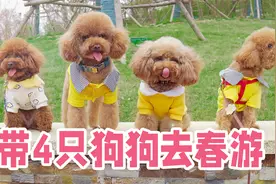 狗狗的春日穿搭有多靓？铲屎官带4只小泰迪春游，太酷了！视频封面