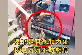 这只大公鸡成精了，要不是有视频为证，我是万万不敢相信！视频封面