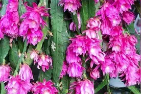 令箭荷花春季“冒花苞”，掌握几点窍门，叶片不瘦，开花密密麻麻视频封面