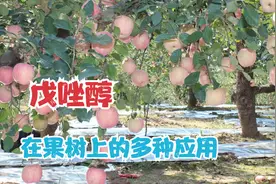 果树上多种病害都要用到戊唑醇这种药，用对了能治疗多种病害视频封面
