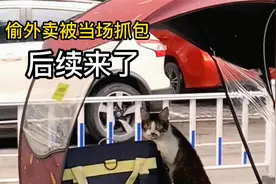 还记得这只偷外卖被当场抓包的猫咪吗？它的后续来了！视频封面
