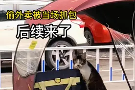 还记得这只偷外卖被当场抓包的猫咪吗？它的后续来了！视频封面