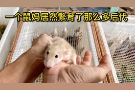 一个鼠妈居然繁育了那么多鼠宝宝，鼠妈实在太牛了视频封面