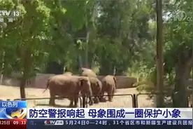 防空警报响起 母象围成一圈保护小象视频封面