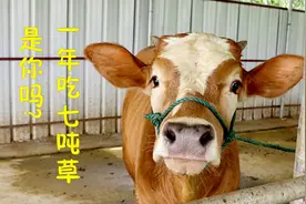 牛每天吃20公斤草，能长几斤肉，农村兄弟带你一起涨知识